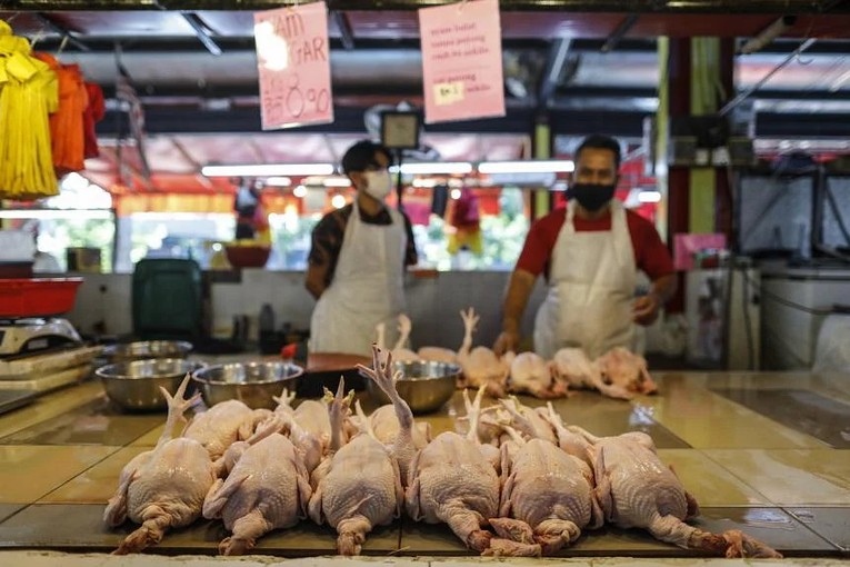 Malaysia sắp giải 'cơn khát thịt gà' cho Singapore ảnh 1