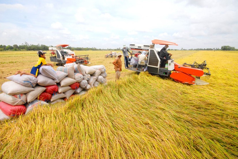 Gạo xuất khẩu Việt Nam có cơ hội tăng giá do Ấn Độ hạn chế nguồn cung