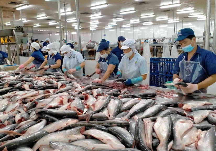Mỹ giữ nguyên thuế nhập khẩu với cá tra, cá basa của Việt Nam