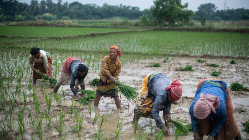 Tác động từ lệnh cấm xuất khẩu gạo của Ấn Độ sẽ không đồng đều trên khắp châu Á với một số quốc gia chịu ảnh hưởng tiêu cực và một số quốc gia ngược lại có thể sẽ hưởng lợi. Ảnh: Getty Images
