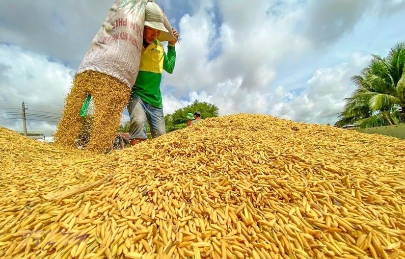 Agriculture, forestry and fishery production in the first 6 months of 2022 kept a good increase