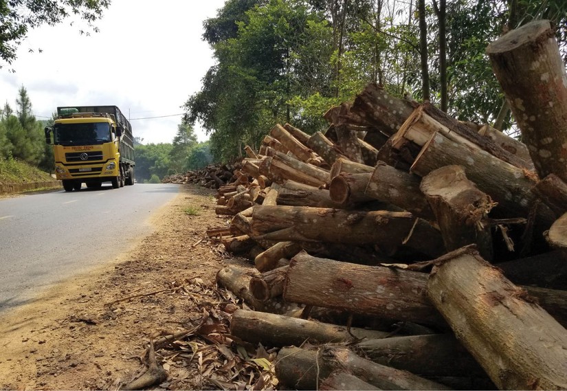 Tổng cục Thuế đã đưa gỗ và sản phẩm gỗ được làm từ gỗ rừng trồng vào danh mục sản phẩm rủi ro về thuế.